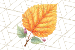 Falling Leaves Clipart PNG Autumn Clip Art, Fall Clipart Png Product Image 2