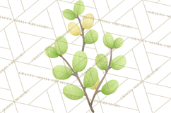 Fantasy Botanical Clipart PNG, Unique Whimsical Plant Art Product Image 4