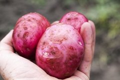 agricultural field where red potatoes Product Image 1