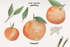 Tangerine Watercolors Clipart Elements Oranges Fruit Leaves Product Image 2