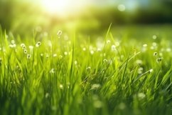 Blurred Grassy Background Wallpaper Product Image 1