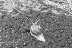 Big garden snail in shell crawling on wet road hurry home Product Image 30