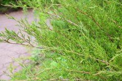 Christmas trees outdoors in the garden Product Image 1