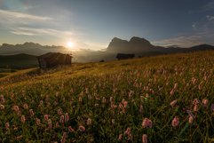 Flowers at Alpe di Siusi Product Image 1