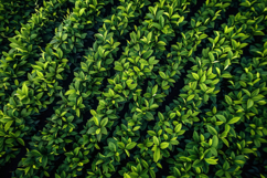 Green Leaves Background Wallpaper Product Image 1