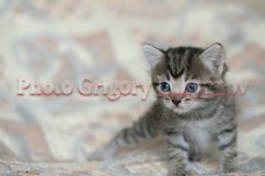 Stock Photo - Little kittens at home on a plaid. Product Image 1