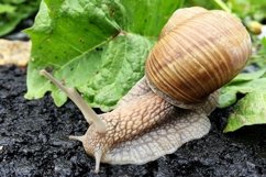 Big garden snail in shell crawling on wet road hurry home Product Image 25