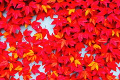 Red Leaves Background Product Image 1