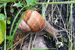 Big garden snail in shell crawling on wet road hurry home Product Image 30