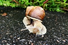 Big garden snail in shell crawling on wet road hurry home Product Image 19