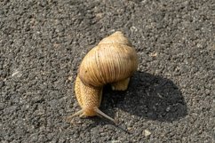 Big garden snail in shell crawling on wet road hurry home Product Image 22