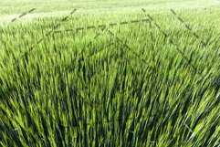 Field with cereal Product Image 1