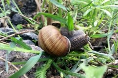 Big garden snail in shell crawling on wet road hurry home Product Image 12