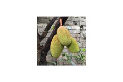 Unripe Jackfruit on Tree Product Image 1