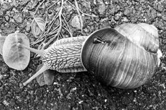 Big garden snail in shell crawling on wet road hurry home Product Image 24