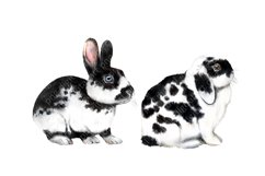 Rabbits watercolor clipart, pets, farm animals, rabbit breed Product Image 6