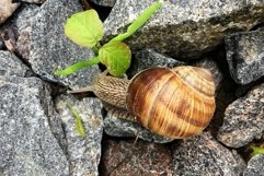 Big garden snail in shell crawling on wet road hurry home Product Image 29