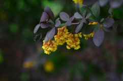 blooming flowers in the garden Product Image 1