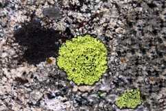 Closeup shot of moss on stones Product Image 1