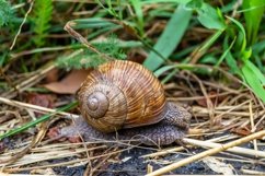 Big garden snail in shell crawling on wet road hurry home Product Image 15