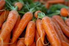 Bunch of freshly harvested carrots with green tops lying on Product Image 1