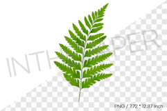 Fern Leaf Tropical Summer Clipart Watercolor Illustration Product Image 1