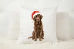 Christmas Chocolate labrador PNG, Chocolate Lab PNG Product Image 4