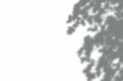 Leaves Shadow Overlay Effect Mockup Product Image 2