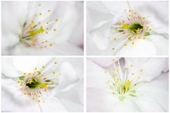 38 White Blossom Floral Flower Close Up Abstract Background Product Image 3