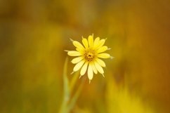 Photo of yellow flower in on a autumn blur background Product Image 1