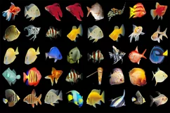 300 TROPICAL FISH TRANSPARENT PNG FILES, PHOTOSHOP OVERLAYS Product Image 6