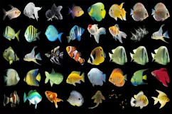 300 TROPICAL FISH TRANSPARENT PNG FILES, PHOTOSHOP OVERLAYS Product Image 5