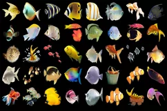 300 TROPICAL FISH TRANSPARENT PNG FILES, PHOTOSHOP OVERLAYS Product Image 4