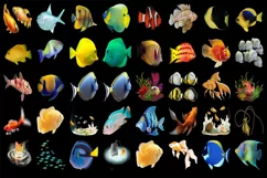 300 TROPICAL FISH TRANSPARENT PNG FILES, PHOTOSHOP OVERLAYS Product Image 3