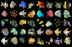 300 TROPICAL FISH TRANSPARENT PNG FILES, PHOTOSHOP OVERLAYS Product Image 2