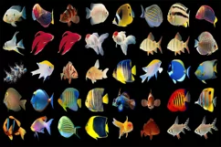 300 TROPICAL FISH TRANSPARENT PNG FILES, PHOTOSHOP OVERLAYS Product Image 7