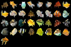 300 TROPICAL FISH TRANSPARENT PNG FILES, PHOTOSHOP OVERLAYS Product Image 9