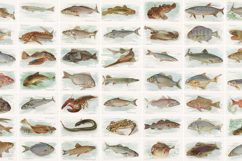 American Fish Vintage Artwork Fishing Illustrations Bundle Product Image 2