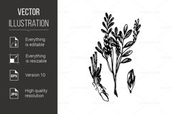 Liquorice Icon Product Image 1