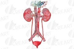 Watercolor Floral anatomical urinary tract system graphic. Product Image 11