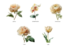 Watercolor beige wedding flowers clipart 9 PNG Product Image 3