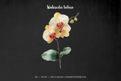 Watercolor beige wedding flowers clipart 9 PNG Product Image 4