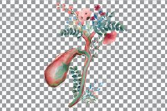 Watercolor Human cholecyst and hepatic duct, gallbladder. Product Image 7