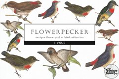 Flowerpecker Vintage Animal illustration Clip Art, Clipart Product Image 1