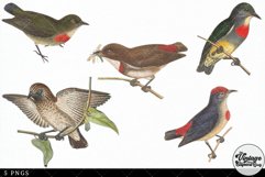 Flowerpecker Vintage Animal illustration Clip Art, Clipart Product Image 2