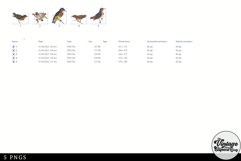 Flowerpecker Vintage Animal illustration Clip Art, Clipart Product Image 3