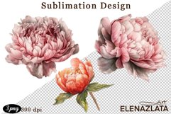 Watercolor Pink Peonies Flowers Clipart Product Image 1