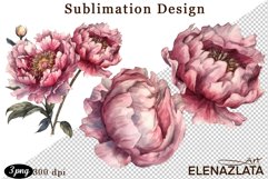 Watercolor Pink Peonies Flowers Clipart Product Image 1