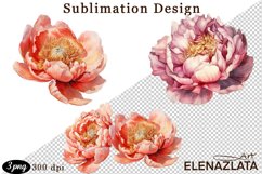 Watercolor Pink Peonies Flowers Clipart Product Image 1
