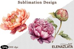 Watercolor Pink Peonies Flowers Clipart Product Image 1
